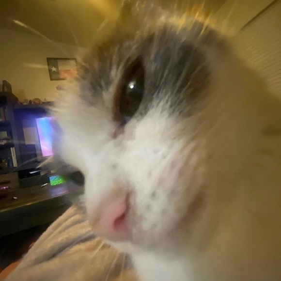 cobainbunny